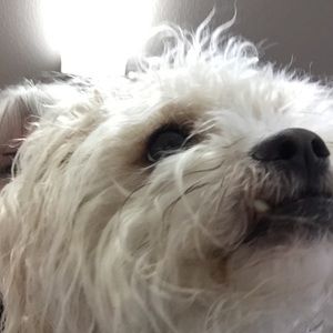 Meet your Posher, Bonnie